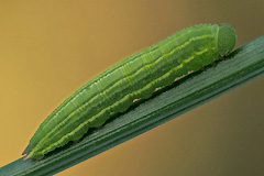 L. pamphilus